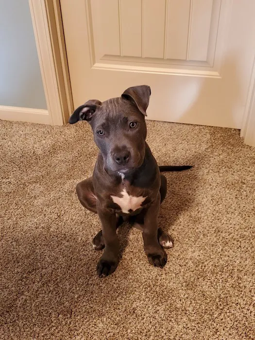 Premier Veterinary Care Picture 2