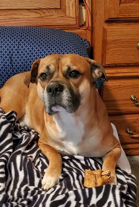 Premier Veterinary Care Picture 1