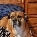 Premier Veterinary Care