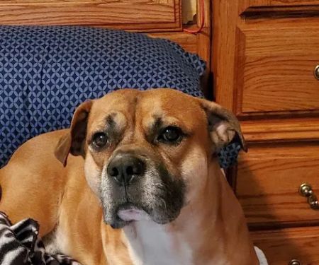 Premier Veterinary Care