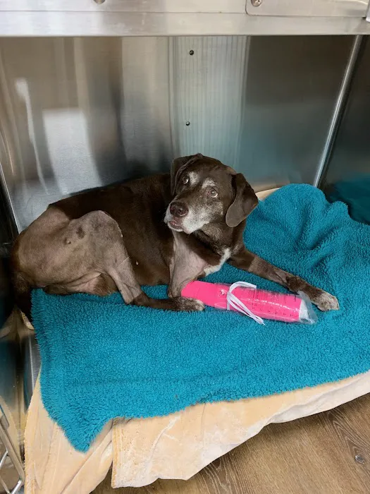 Premier Veterinary Care Picture 4