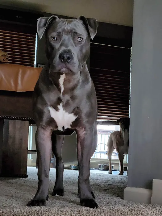 Premier Veterinary Care Picture 5