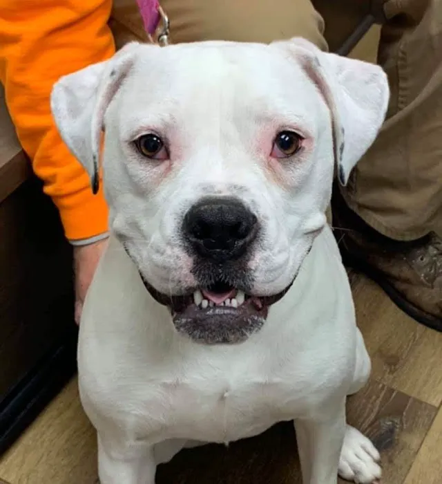 Premier Veterinary Care Picture 3