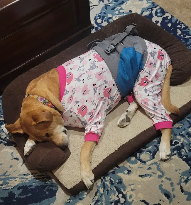 Premier Veterinary Care Picture 7