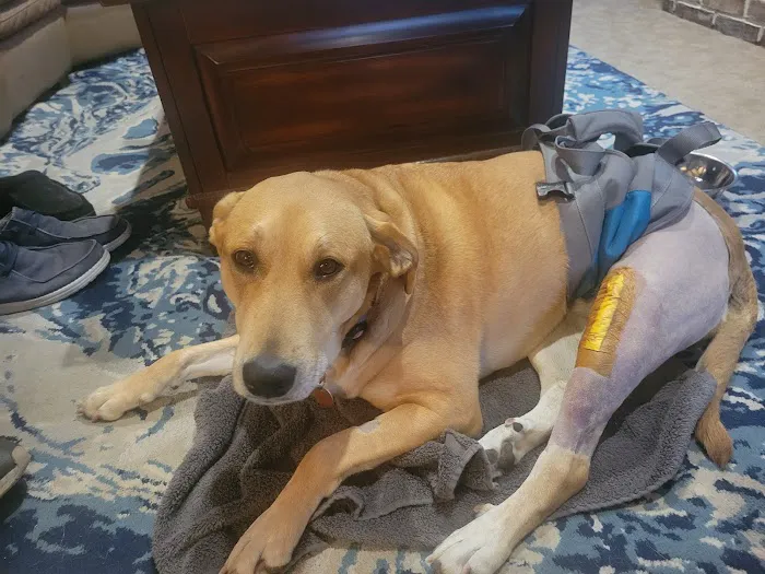 Premier Veterinary Care Picture 8