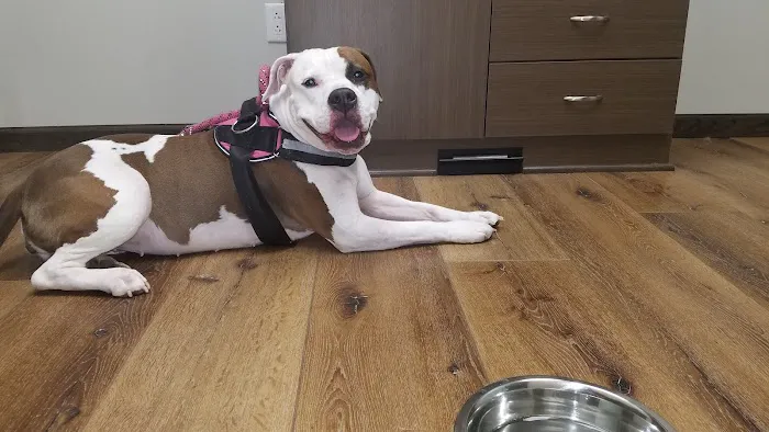 Premier Veterinary Care Picture 9