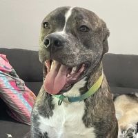 Eagle Animal Hospital at Liberty ico