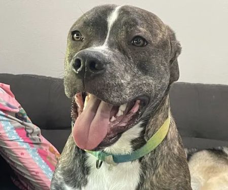 Eagle Animal Hospital at Liberty