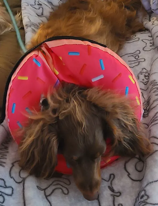 Eagle Animal Hospital at Liberty Picture 2