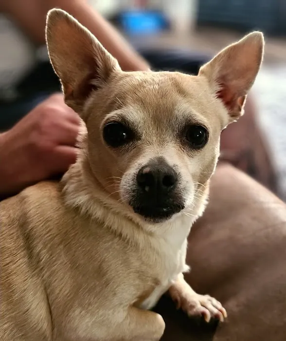 Eagle Animal Hospital at Liberty Picture 4