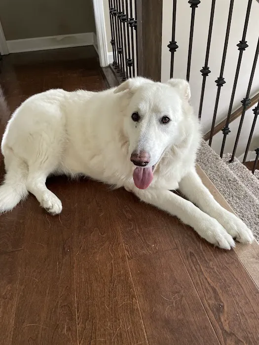 Eagle Animal Hospital at Liberty Picture 6