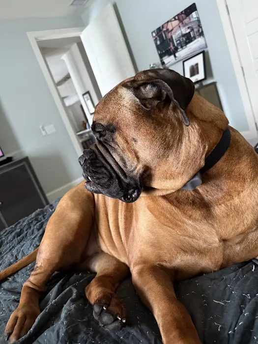 Eagle Animal Hospital at Liberty Picture 3