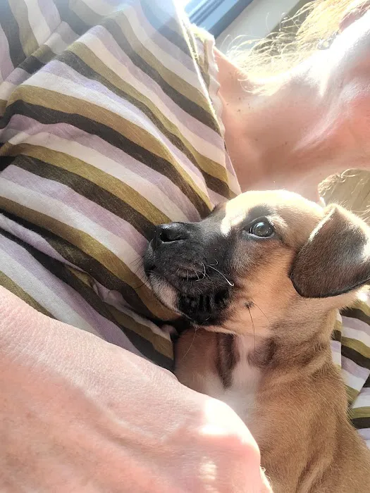 Eagle Animal Hospital at Liberty Picture 10