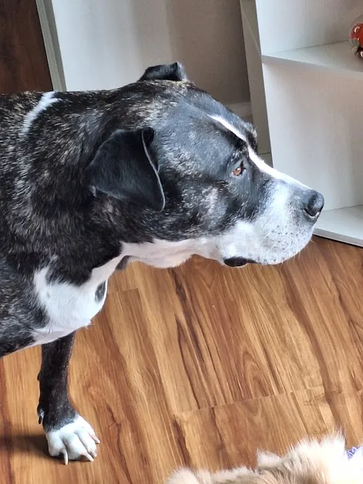 Eagle Animal Hospital at Liberty Picture 7