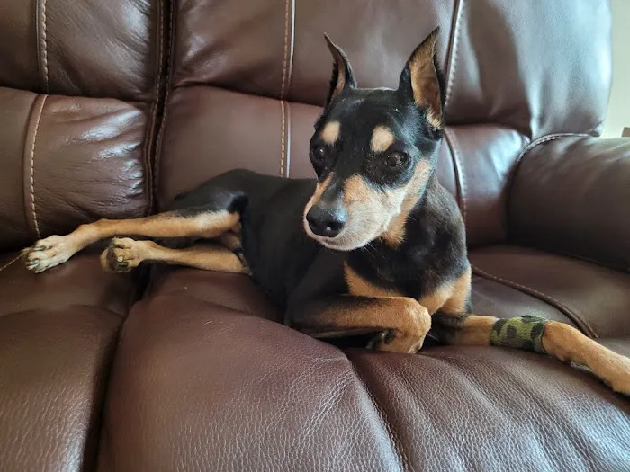 Veterinary Center of Liberty Picture 1