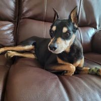 Veterinary Center of Liberty ico