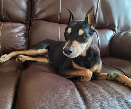 Veterinary Center of Liberty