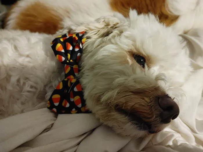 Veterinary Center of Liberty Picture 2