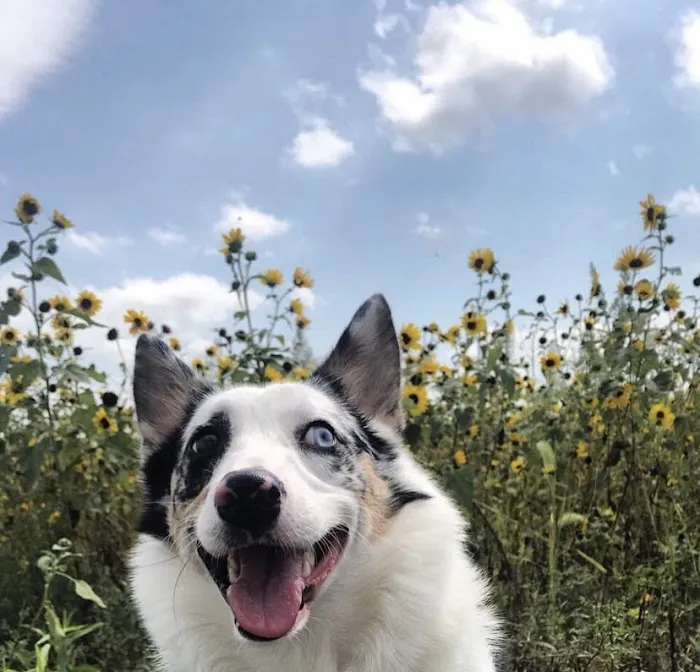 Veterinary Center of Liberty Picture 7