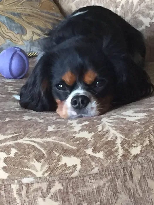 Veterinary Center of Liberty Picture 9