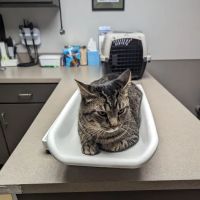 Crossroads Animal Hospital ico