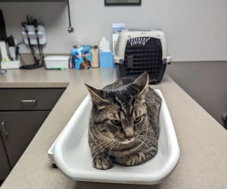 Crossroads Animal Hospital