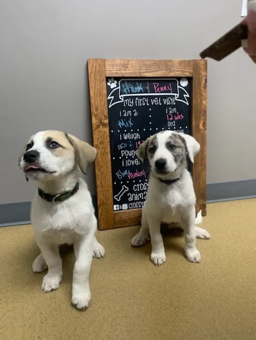 Crossroads Animal Hospital Picture 8