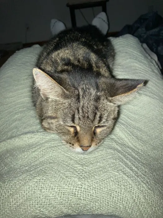 Renfro Veterinary Services Picture 1