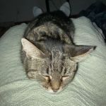 Renfro Veterinary Services