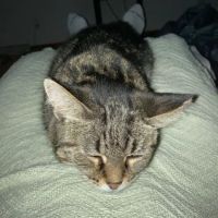 Renfro Veterinary Services ico