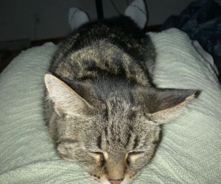 Renfro Veterinary Services