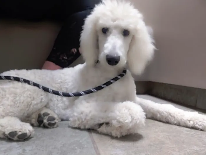 Renfro Veterinary Services Picture 4