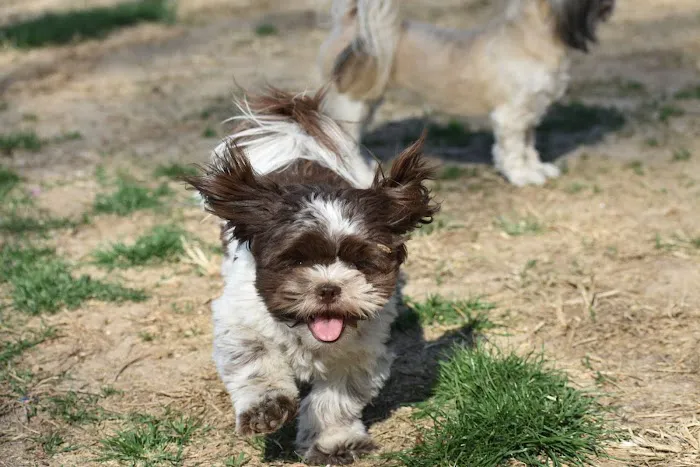 Renfro Veterinary Services Picture 5