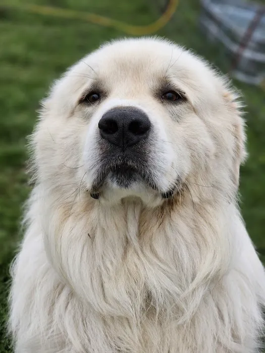 Renfro Veterinary Services Picture 9