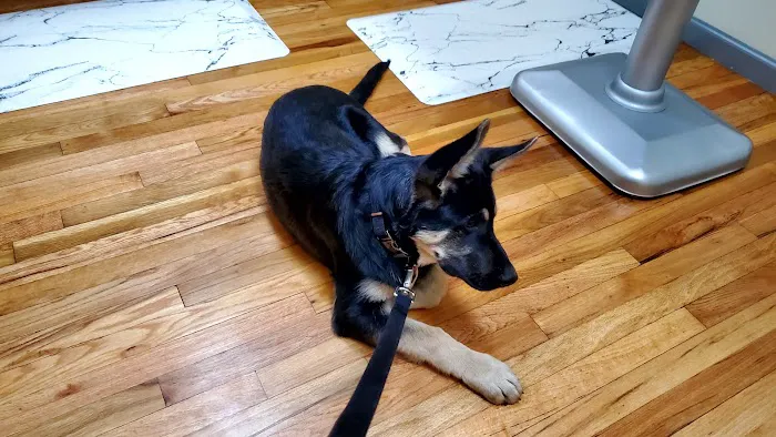 Tails West Animal Clinic Picture 1