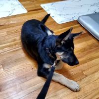 Tails West Animal Clinic ico