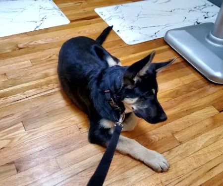 Tails West Animal Clinic