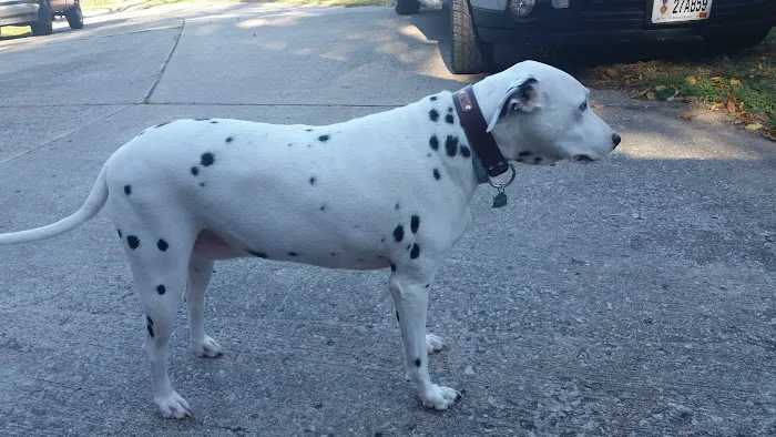 Tails West Animal Clinic Picture 6