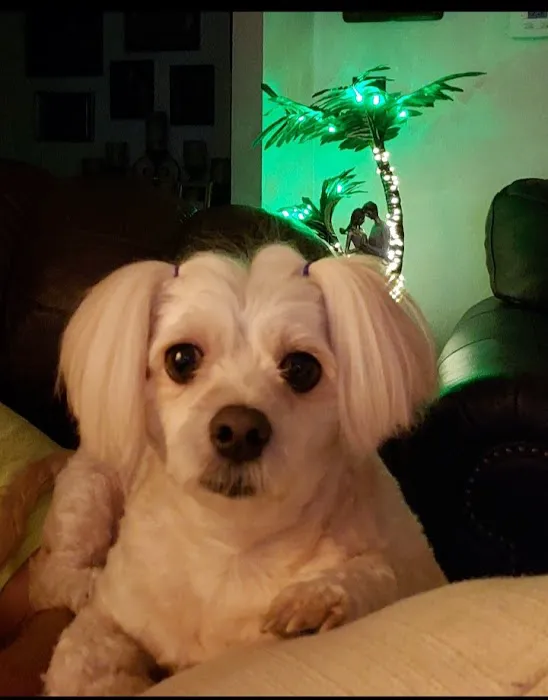 Tails West Animal Clinic Picture 3