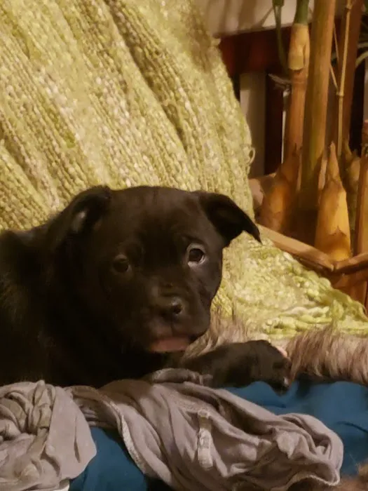 Tails West Animal Clinic Picture 7