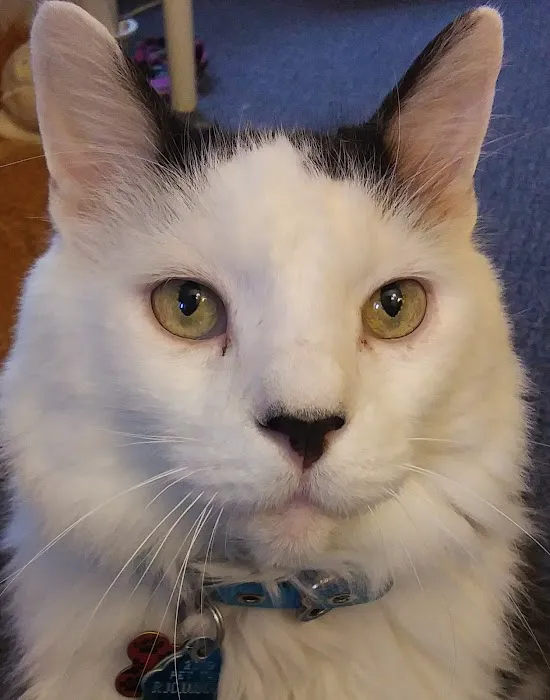 Tails West Animal Clinic Picture 9