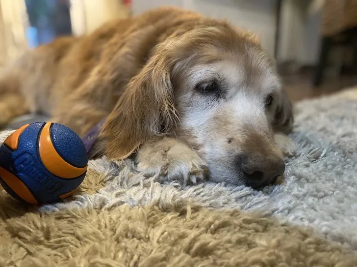 Odessa Animal Clinic Picture 4