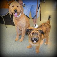 Odessa Animal Clinic ico