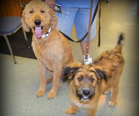 Odessa Animal Clinic