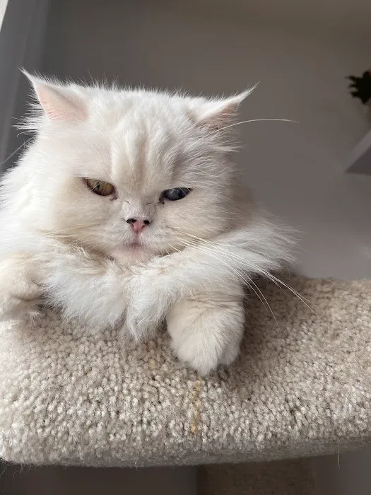 Precious Persians Picture 1