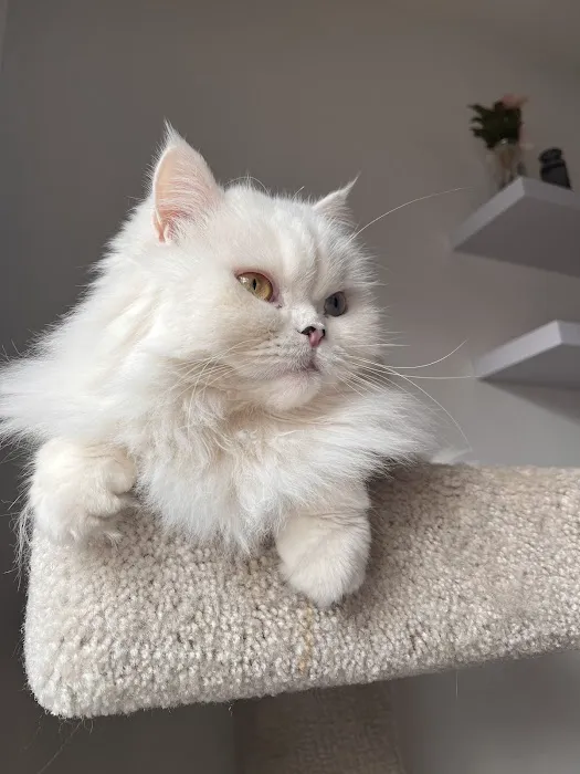 Precious Persians Picture 4