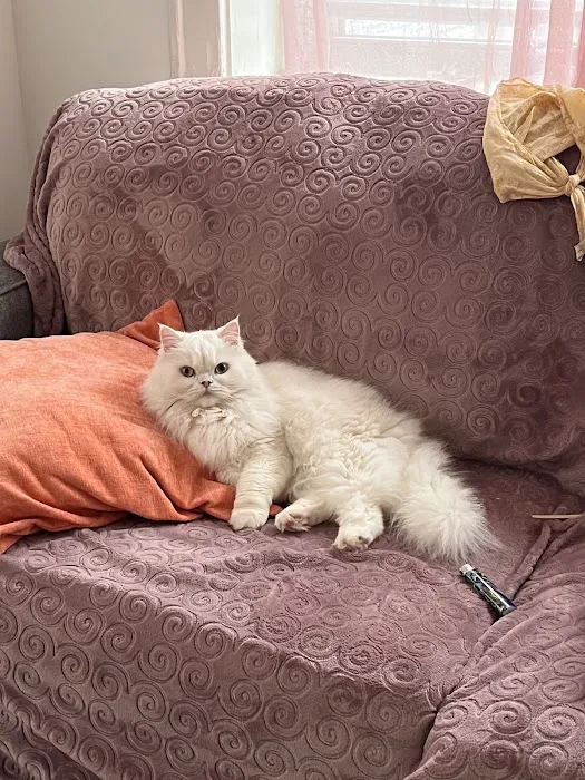 Precious Persians Picture 3