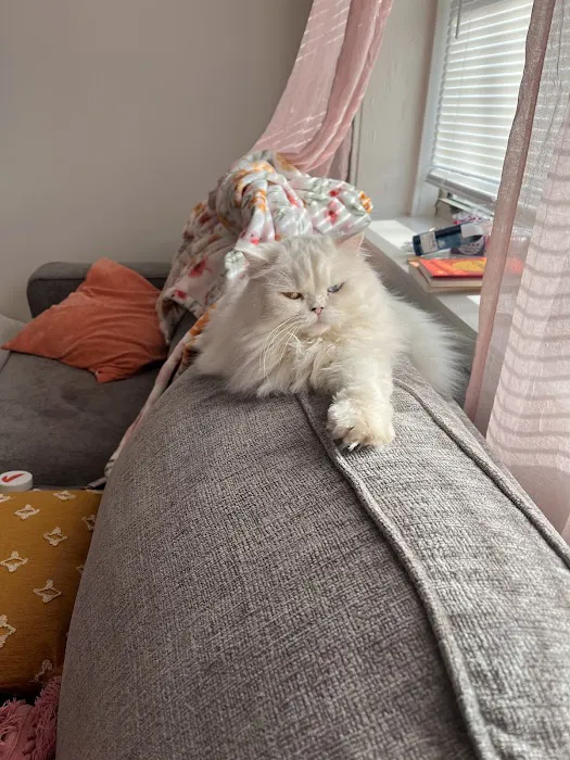 Precious Persians Picture 2