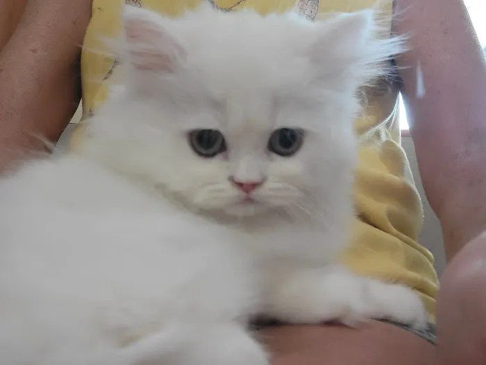 Precious Persians Picture 5