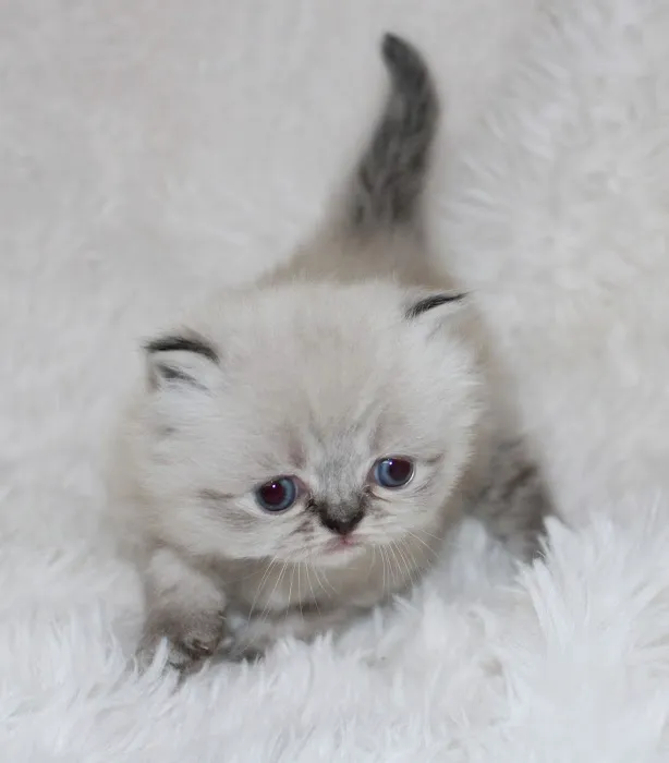 Precious Persians Picture 9